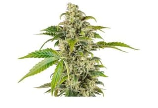 Sweet and Sour Cream Auto Feminised Seeds-SENR-SSCR-AUTO-FEM