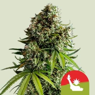 NYC Sour D Auto Feminised Seeds-RQS-NYCSD-AUTO-FEM