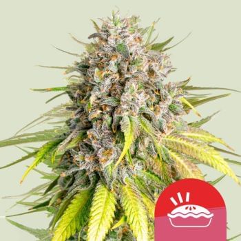Punch Pie Feminised Seeds-RQS-PUNPIE-FEM