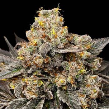 Biscotti Zkittlez Feminised Seeds-00S-BISZKIT-FEM