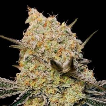 Gelato Mint Feminised Seeds-00S-GELMINT-FEM