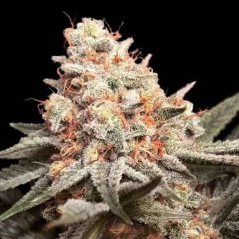 Rainbow Mints Feminised Seeds-00S-RMINTS-FEM