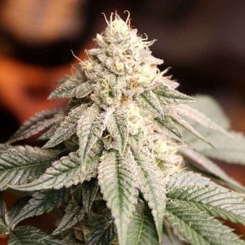 Sunset Bride Feminised Seeds-HDS-SUNBR-FEM