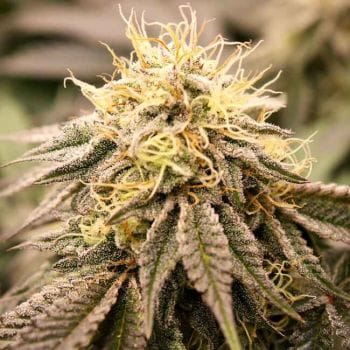 SundogZ Feminised Seeds-HDS-SDOGZ-FEM