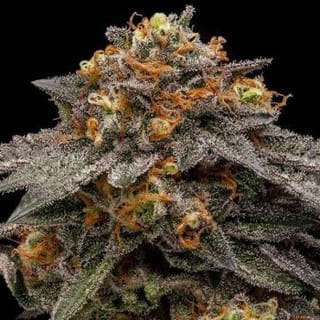 Shimo Feminised Seeds-RIPP-SHIM-FEM