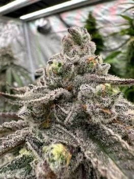 Sour Bremix 3n THC Triploid Feminized Seeds-TRS-SBR3N-TRIP-FEM