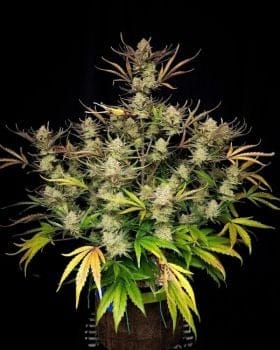 Apple Strudel Auto Feminised Seeds-FB-APPSTR-AUTO-FEM