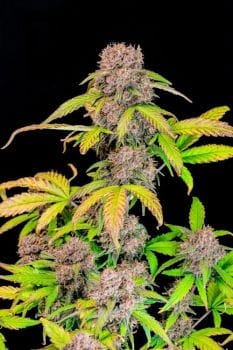 Lemon Cherry Cookies Auto Feminised Seeds-FB-LEMCHE-AUTO-FEM