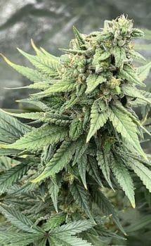 Pink LemonAid S1 Feminised Seeds-MOSCA-PLAS1-FEM