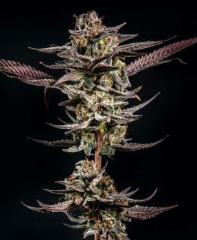 Gelato Kiss Feminised Seeds-LV8-GELKISS-FEM
