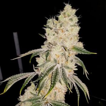 Gelato Punch Feminised Seeds-LV8-GEPU-FEM