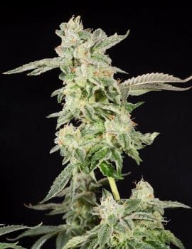 Giscotti Feminised Seeds-LV8-GIS-FEM