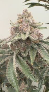 Jellycat Feminised Seeds-MOSCA-JLYCAT-FEM