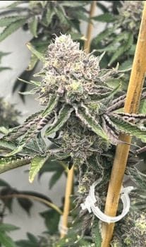 Loop Hole Feminized Seeds-MOSCA-LH-FEM