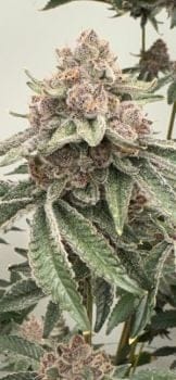 Lane 8 Feminized Seeds-MOSCA-LN8-FEM