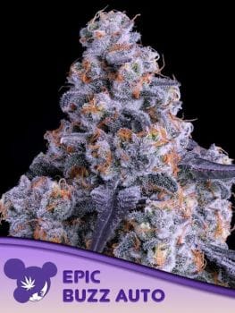 Epic Buzz Auto Feminised Seeds-ANES-EPBU-AUTO-FEM