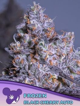 Frozen Black Cherry Auto Feminised Seeds-ANES-FRBC-AUTO-FEM