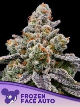 Frozen Face Auto Feminised Seeds-ANES-FRFA-AUTO-FEM