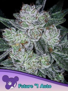 Future #1 Auto Feminised Seeds-ANES-FUTU-AUTO-FEM