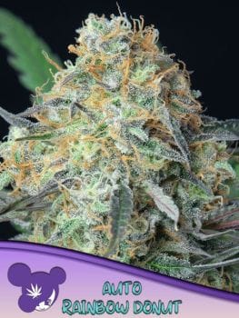 Rainbow Donut Auto Feminised Seeds-ANES-RADO-AUTO-FEM