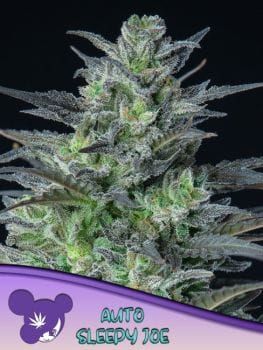 Sleepy Joe Auto Feminised Seeds-ANES-SLJO-AUTO-FEM