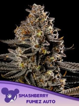Tahiti Vibez Auto Feminised Seeds-ANES-TAVI-AUTO-FEM