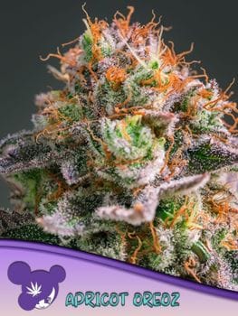 Apricot Oreoz Feminised Seeds-ANES-APOR-FEM