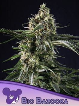 Big Bazooka Feminised Seeds-ANES-BIBA-FEM