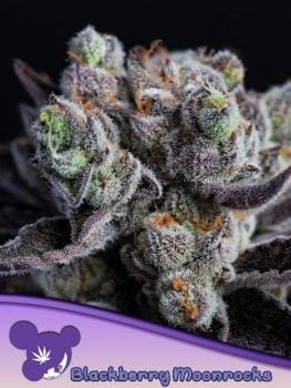 Blackberry Moonrocks Feminised Seeds-ANES-BLMO-FEM