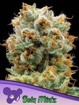 Bola Mintz Feminised Seeds-ANES-BOMI-FEM
