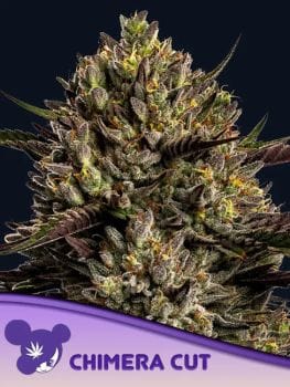 Chimera Cut Feminised Seeds-ANES-CHCU-FEM