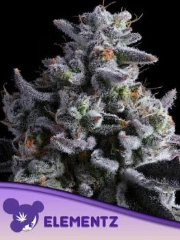 Elementz Feminised Seeds-ANES-ELEM-FEM
