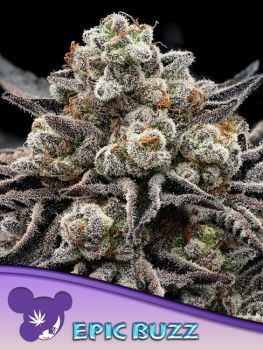 Epic Buzz Feminised Seeds-ANES-EPBU-FEM