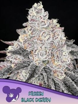 Frozen Black Cherry Feminised Seeds-ANES-FRBC-FEM