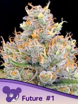 Future #1 Feminised Seeds-ANES-FUT1-FEM
