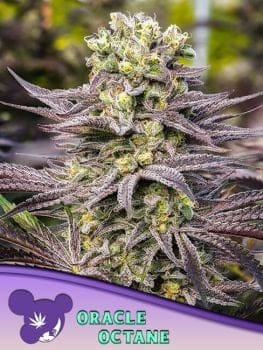 Oracle Octane Feminised Seeds-ANES-OROC-FEM