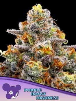 Purple Boost Highness Feminised Seeds-ANES-PUBH-FEM