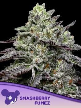 Smashberry Fumez Feminised Seeds-ANES-SMFU-FEM