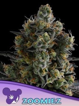 Zoomiez Feminised Seeds-ANES-ZOOM-FEM
