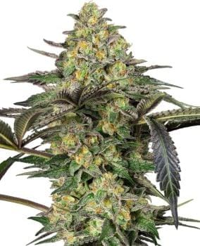 Grapevine Candy Feminised Seeds-SEN-GRVC-FEM