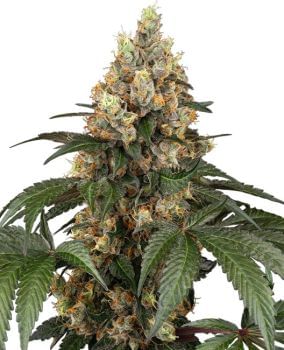 Chocolate Rainbow XXL Feminised Seeds-SEN-CHRBXXL-FEM