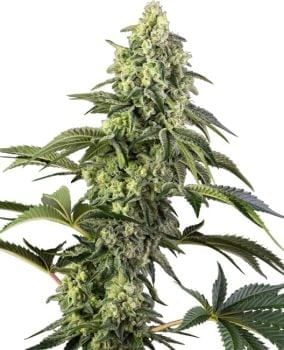 Cosmic Kiss Feminised Seeds-SEN-CKISS-FEM