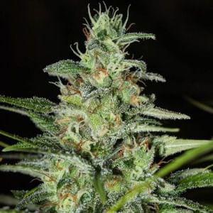 Monster CBD Feminised Seeds-EVA-MON-CBD-FEM
