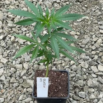 Gelato 41 Clones-SMAN-CL-GE41-FEM