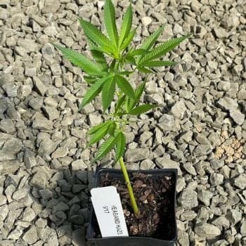 Headband Haze Clones-SMAN-CL-HEHA-FEM