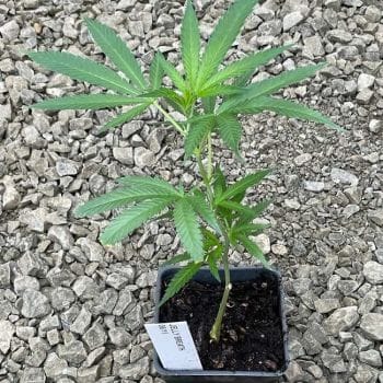 Jelly Breath Clones-SMAN-CL-JEBR-FEM