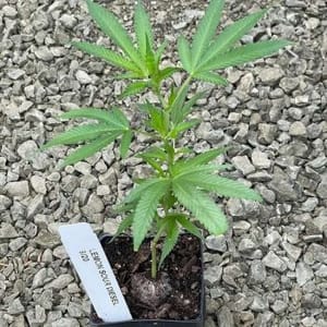 Lemon Sour Diesel Clones-SMAN-CL-LESD-FEM