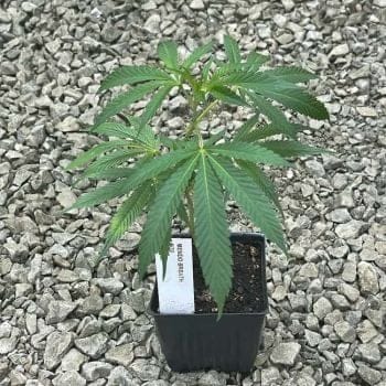 Mendo Breath Clones-SMAN-CL-MEBR-FEM