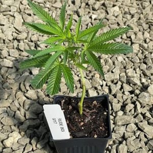 Rude Boi OG Clones-SMAN-CL-RBOG-FEM