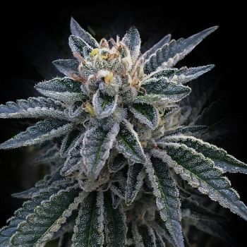 3Peat Feminised Seeds-DNA-3PEA-FEM